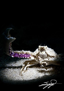 Snooting a crab by Nicholas Samaras 